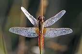 Scarlet Dragonfly near a pond in Switzerland