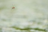 Scarlet Dragonfly  in flight near a pond in spring France