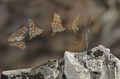 Decomposition of the flight of a Painted Lady Butterfly