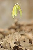 Cleopatra in flight above dead leaves