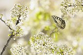 Oldworld Swallowtail flying among the white flowers France