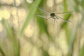 Emperor Dragonfly flight near a pond at dusk France