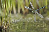 Emperor Dragonfly flight above water France