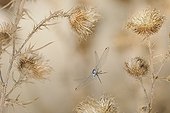 Southern Skimmer in flight in the Thistles dry in summer
