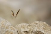 Painted Lady in flight over a rocky path France