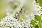 Scarce Swallowtail flying in the flowers of Hawthorn France