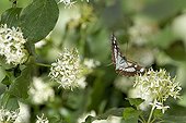 Southern White Admiral in flight at spring France