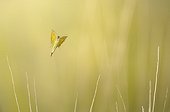 Clouded Yellow flying in dry grasses France
