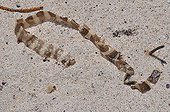 Banded Sea Snake molt on sand Ile des Pins New-Caledonia 