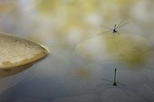 Reflecting an Azure Damselfly in water France