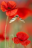 Scarce Swallowtail in flight among the poppies in spring