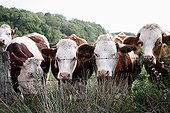 Montbéliard cows behind fence France