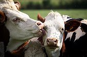 Montbéliard cows licking France 