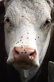 Portrait of Montbeliard cow with flies France 