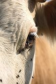 Close up of Montbeliard cow with flies France 