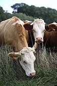 Montbéliard cows grazing over a fence France 