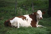 Montbeliard cow lying in the grass France 