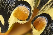 Details of the hindwing of a Oldworld Swallowtail