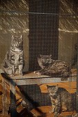 Cats in a cage in a shelter SPA France 