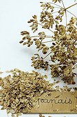 Seeds and dried parsnip umbels on white background