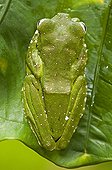 Wallace's Flying Frog primary forest Sabah Borneo