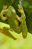 Wallace's Flying Frog primary forest Sabah Borneo