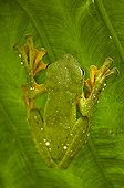 Wallace's Flying Frog primary forest Sabah Borneo