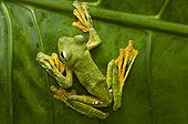 Wallace's Flying Frog primary forest Sabah Borneo