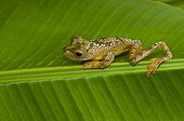 Borneo Red Flying Frog in primary forest Sabah Borneo