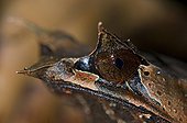 Bornean Horned Frog in primary forest Sabah Borneo