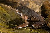 Bornean Horned Frog in primary forest Sabah Borneo