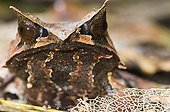 Bornean Horned Frog in primary forest Sabah Borneo