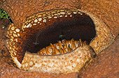 Rafflesia avec des mouche dans la forêt primaire à Bornéo