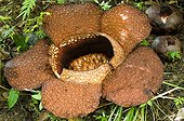 Rafflesia dans la forêt primaire à Sabah Bornéo