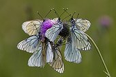 Black-veined white roosting aggregation on thistle France