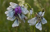 Black-veined white roosting aggregation on orchid France