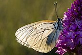 Black-veined white on orchid Cevennes France
