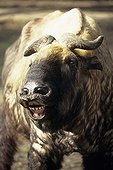 Flehmen of Takin Himalaya ; The Takin lives between 2000 and 4500 m altitude in the mountains.