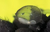 Broadclub Cuttlefish egg with foetus