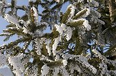 Spruce branches with snow in winter France 