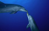 Bottlenose Dolphins playing with a sponge Tuamotu Polynesia