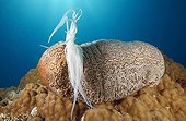 Sea cucumber and filaments in defense Tuamotu Polynesia