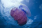 Jellyfish in the surfaceTuamotu French Polynesia