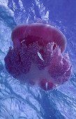 Jellyfish in the surfaceTuamotu French Polynesia
