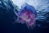 Jellyfish in the surfaceTuamotu French Polynesia