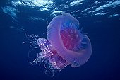 Jellyfish in the surfaceTuamotu French Polynesia