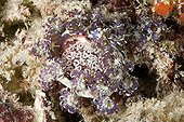 Blue dragon nudibranch on the reef Tuamotu French Polynesia