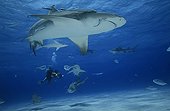Lemon shark and underwater cameraman Bahamas 