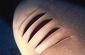 Gills whitetip reef shark Tuamotu French Polynesia ; this shark with those developed gills may arise on the bottom and then stopping to swim