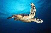 Hawksbill turtle swimming in the blue Tuamotu Polynesia